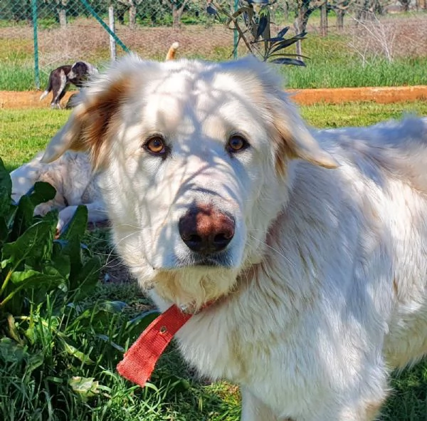 rosetta, un cuore bianco in adozione | Foto 3