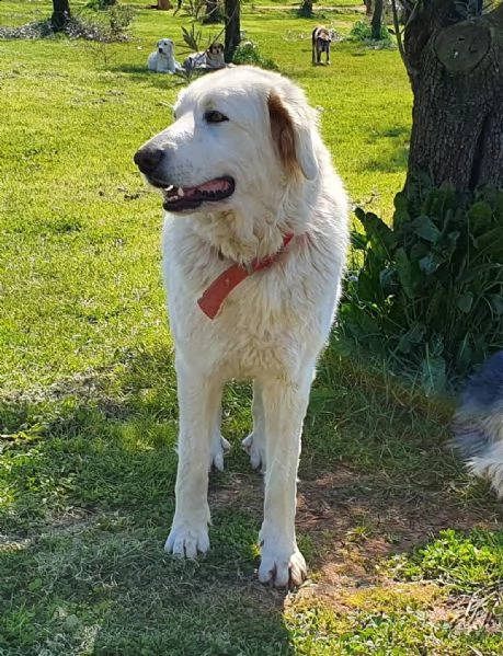 rosetta, un cuore bianco in adozione | Foto 2