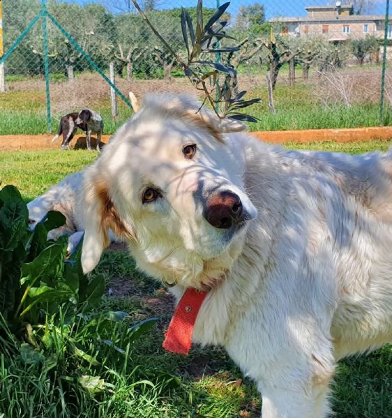 rosetta, un cuore bianco in adozione | Foto 1