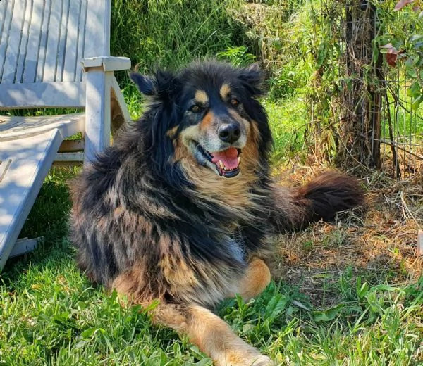 mora ... meraviglia in cerca di famiglia | Foto 4