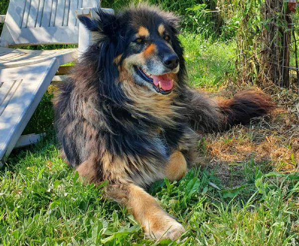 mora ... meraviglia in cerca di famiglia | Foto 1