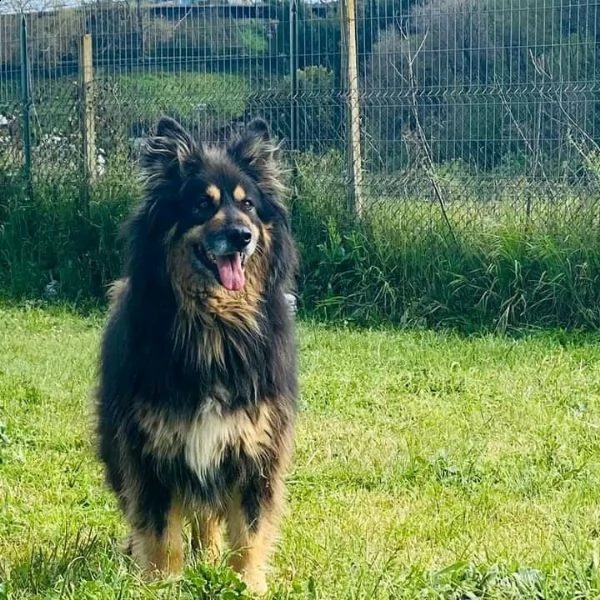 mora ... meraviglia in cerca di famiglia | Foto 0