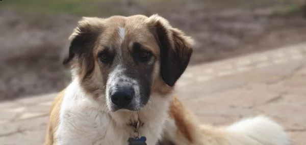 tritone...un cane speciale !