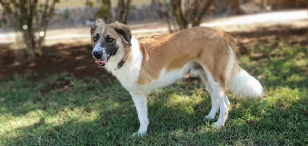 tritone...un cane speciale ! | Foto 4