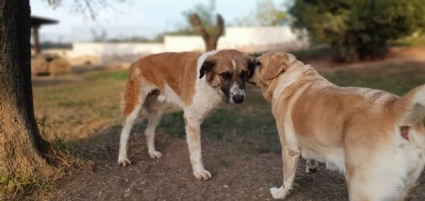 tritone...un cane speciale ! | Foto 3