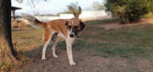 tritone...un cane speciale ! | Foto 2