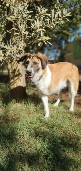 tritone...un cane speciale ! | Foto 1