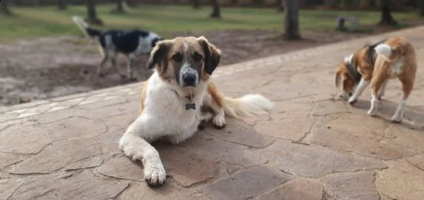 tritone...un cane speciale ! | Foto 0