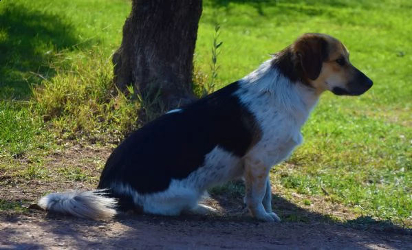 raul, un cagnolino riservato e buono