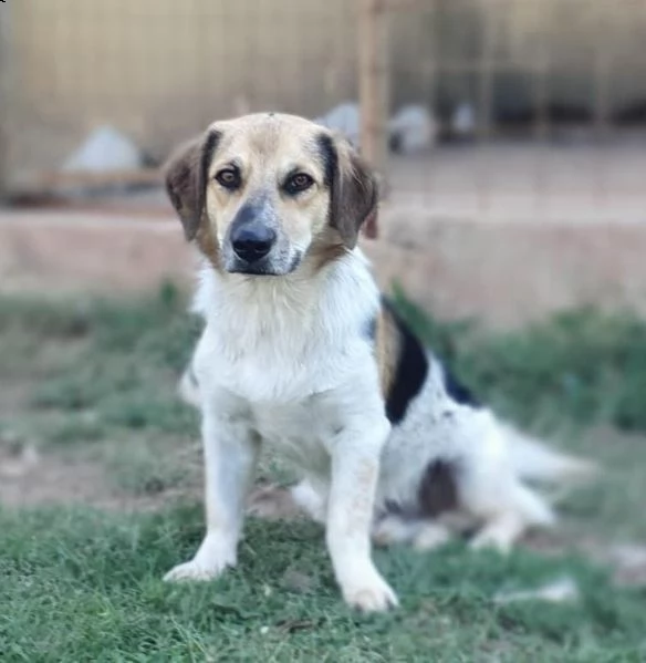 raul, un cagnolino riservato e buono | Foto 4