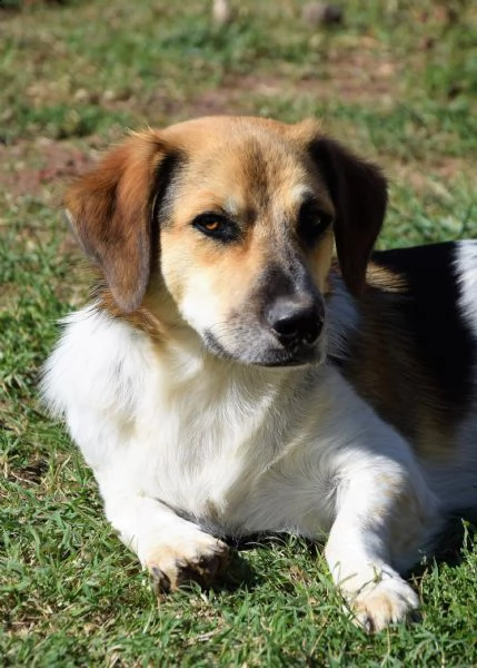 raul, un cagnolino riservato e buono | Foto 3