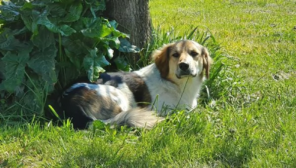 raul, un cagnolino riservato e buono | Foto 2