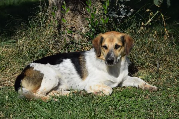 raul, un cagnolino riservato e buono | Foto 1
