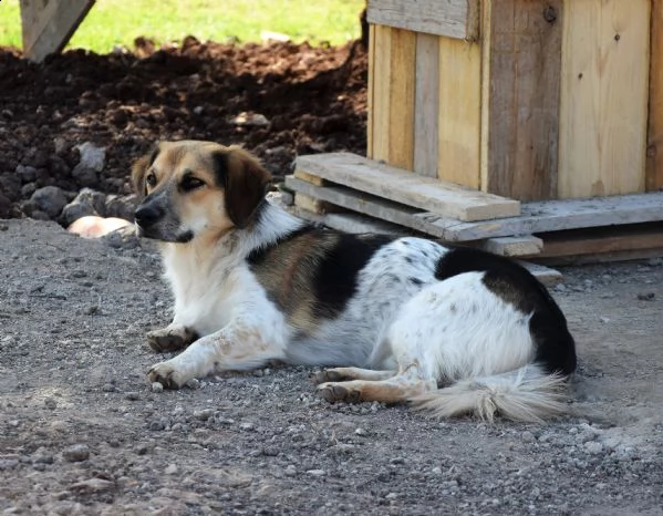 raul, un cagnolino riservato e buono | Foto 0