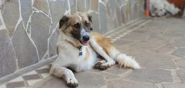 tritone: un super cane!  | Foto 0