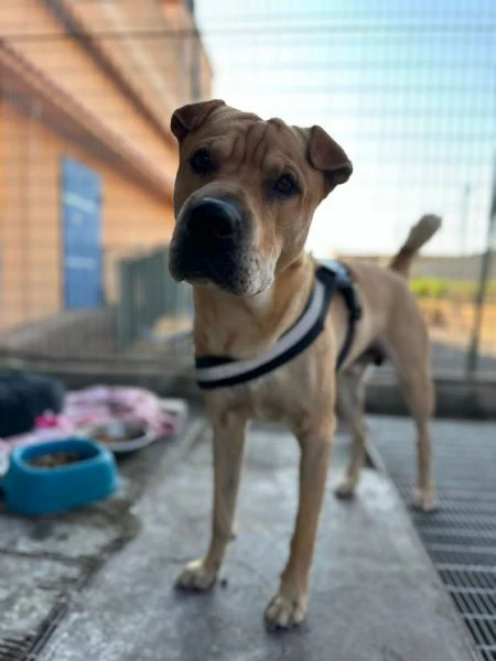 Bobby, simil shar pei in adozione