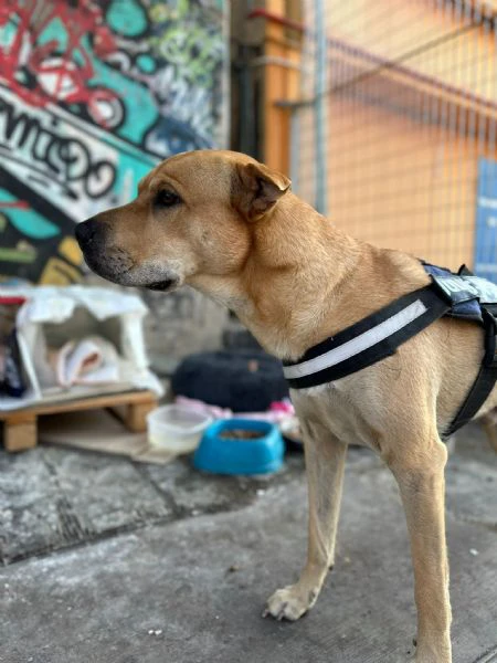 Bobby, simil shar pei in adozione | Foto 2