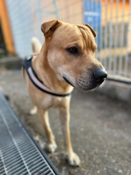 Bobby, simil shar pei in adozione | Foto 1