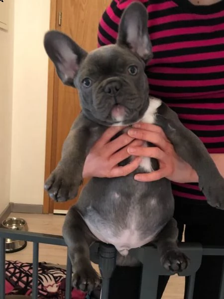 bulldog francese cuccioli blu | Foto 0
