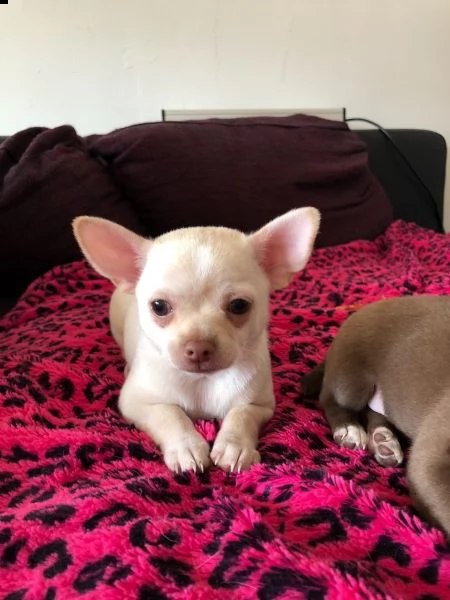 chihuahua toy cuccioli  | Foto 3