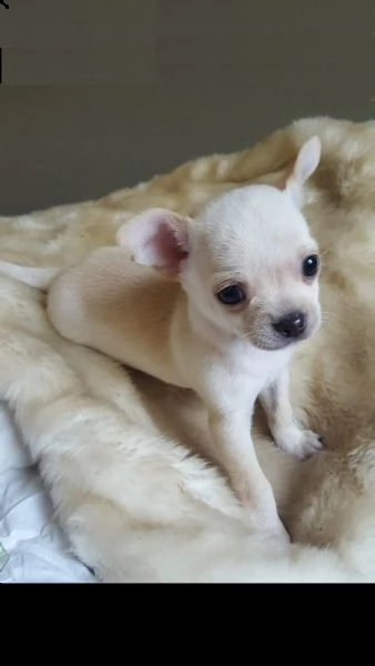 chihuahua toy cuccioli 
