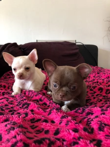 chihuahua toy cuccioli  | Foto 1