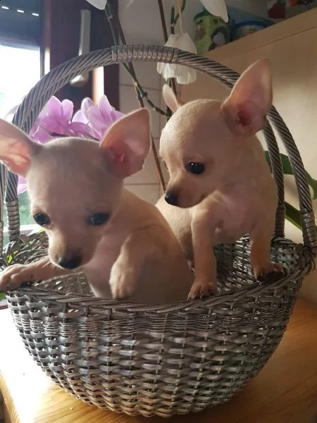 bellissimi cuccioli di chihuahua | Foto 4