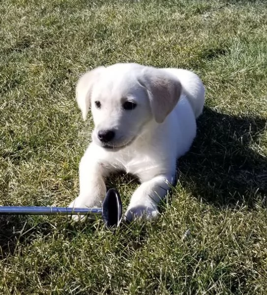 cuccioli labrador retriever chocolate/marroni con pedigree