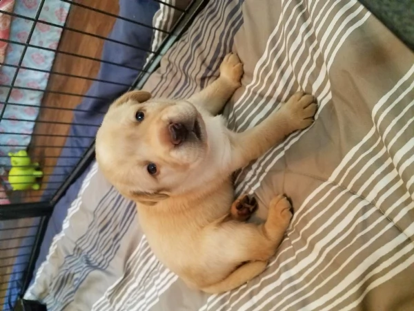 cuccioli di labrador retriever con pedigree enci  | Foto 3