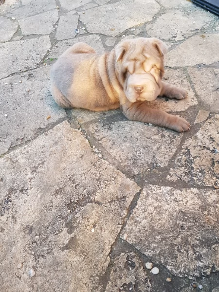 cuccioli di labrador retriever con pedigree enci  | Foto 2