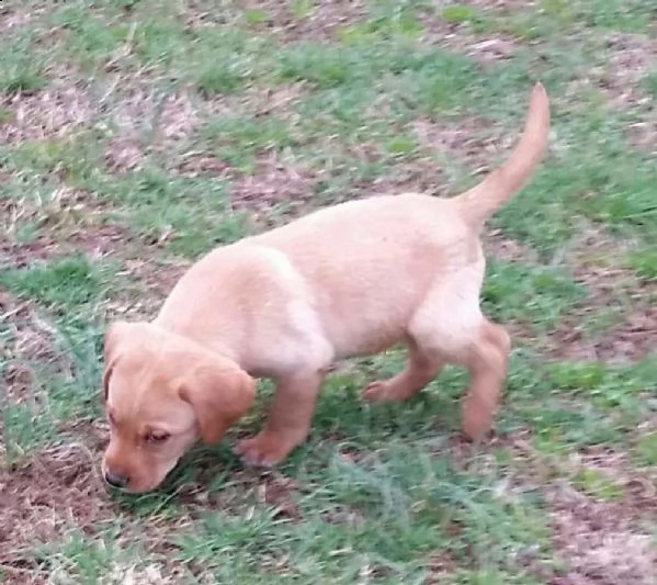 cuccioli di labrador retriever con pedigree enci 