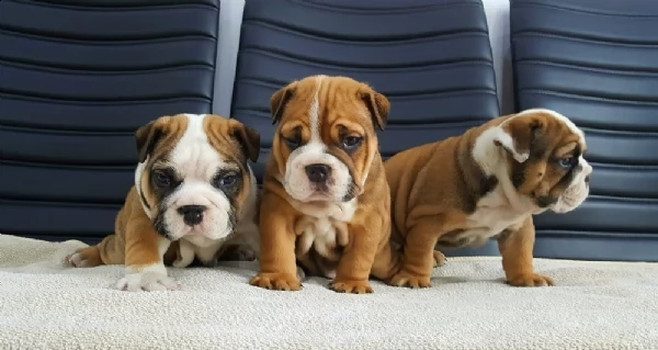 bulldog inglese pedigree enci cucciolata