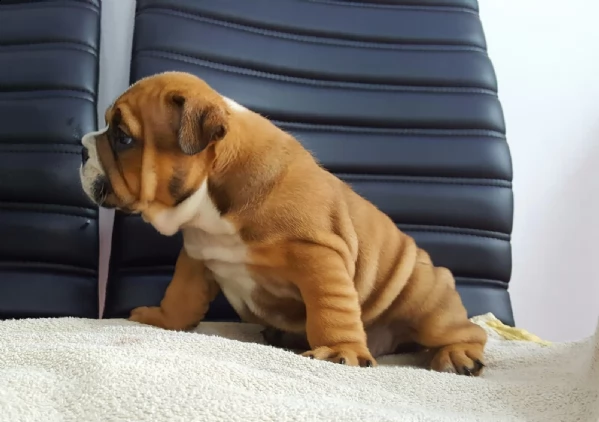 bulldog inglese pedigree enci cucciolata | Foto 1