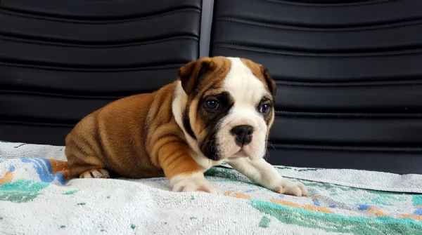 bulldog inglese pedigree enci cucciolata | Foto 0