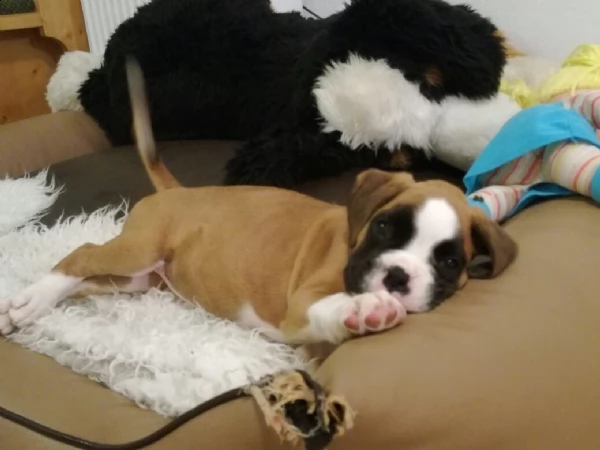 boxer cucciolo maschio 3 mesi
