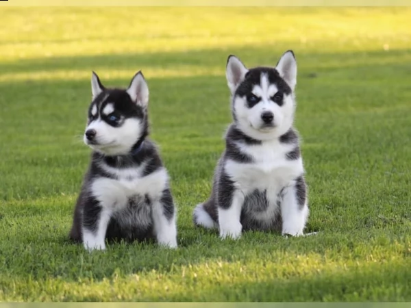 cuccioli di husky siberiano