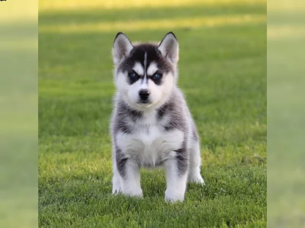 cuccioli di husky siberiano | Foto 1
