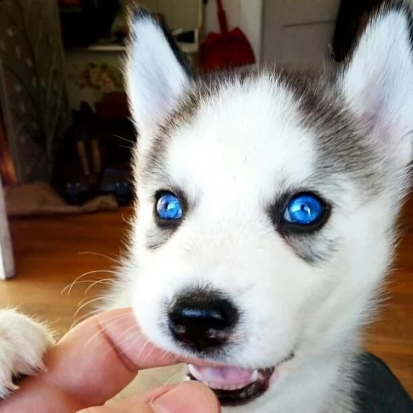 cuccioli di husky siberiano | Foto 0