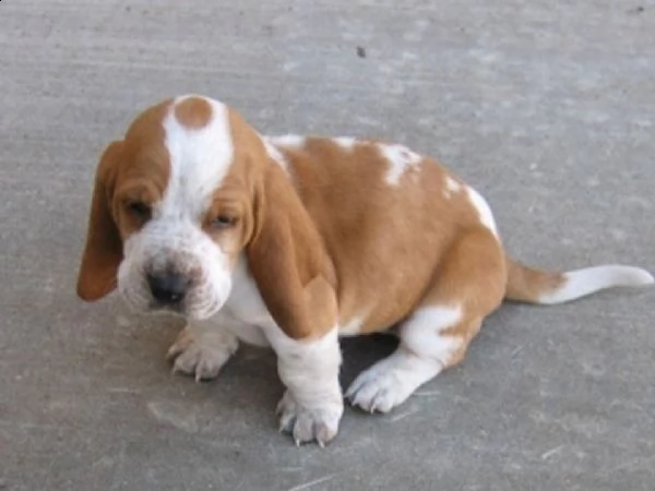 cuccioli di bassethound | Foto 0