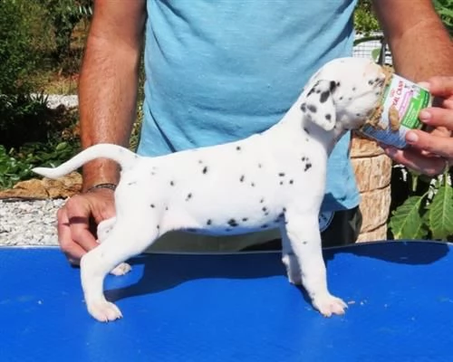 straordinari cuccioli con pedigree | Foto 0