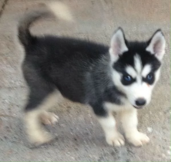 vendo splendidi cuccioli di husky | Foto 0