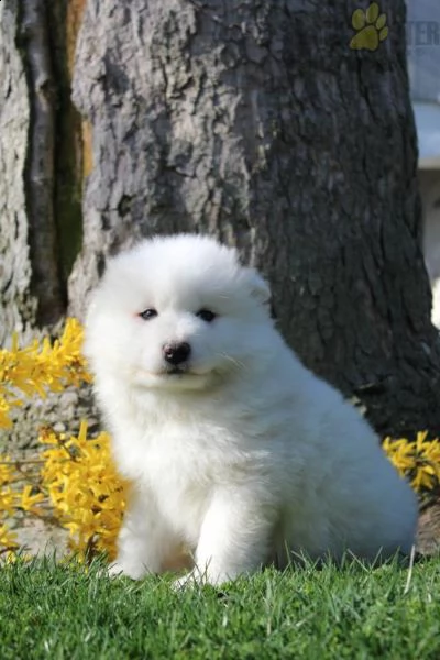 cuccioli samoiedo | Foto 0