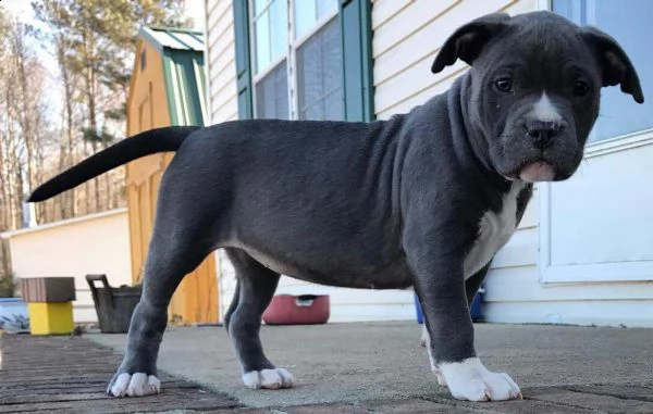 cuccioli pitbull alta genealogia