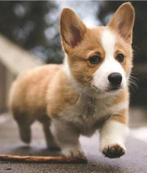 cuccioli welsh corgi pembroke