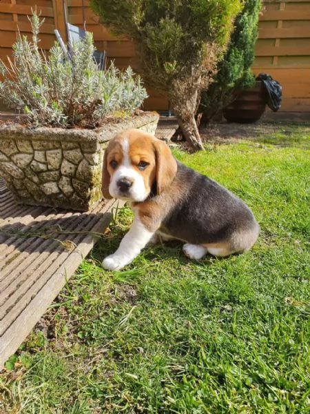 cuccioletto di beagle | Foto 4