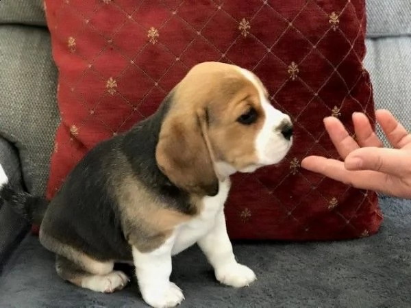 cuccioletto di beagle | Foto 3