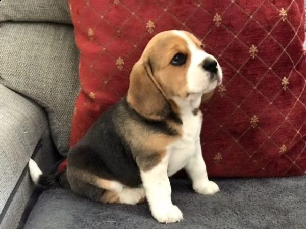 cuccioletto di beagle | Foto 2