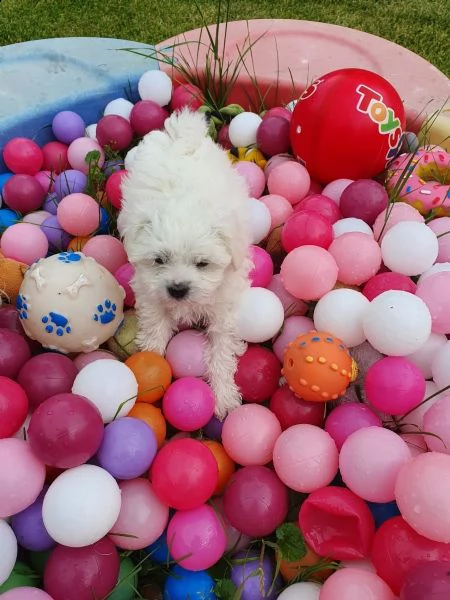 cuccioli di maltese maschi e femmine disponibili | Foto 6