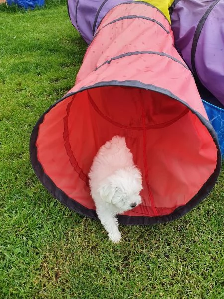 cuccioli di maltese maschi e femmine disponibili | Foto 5