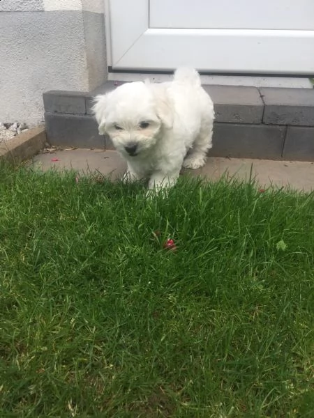 cuccioli di maltese maschi e femmine disponibili | Foto 4